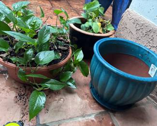 2 Glazed Garden Pots W Plant