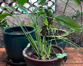 3 GreenTeal Garden Pots W Plants