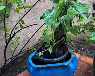 Lg BlueBlack Glazed Garden Pot W Plant
