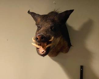 Taxidermy