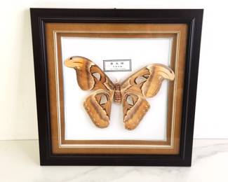 Lot 8319 Mounted Atlas Moth Wall Art