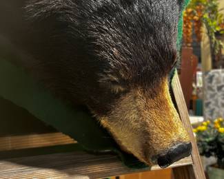 Real Bear ! Rug / Hanging