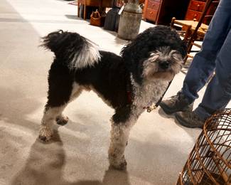 ‘Buddy’ came by to see us at the Bldg….a valued customer (his parents too) Cuteness 