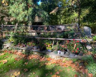 plants in pots