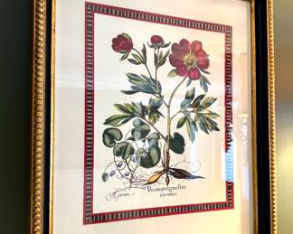 $150- Vintage “Paeonia mas Flore Purpureo” repro of Basilius Beasley framed print- 27.5x34x3