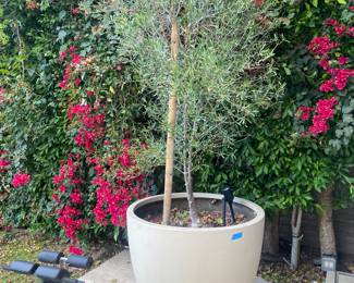 Olive tree and pot