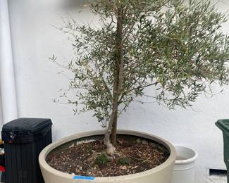 Very large potted olive tree