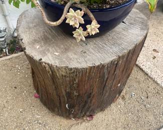 Woodstump potted plant