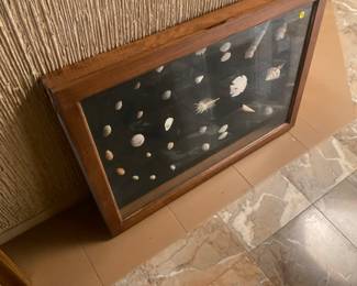 Shells in shadow box frame