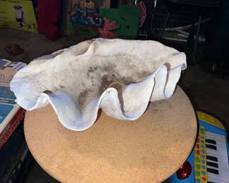 Large clam shell