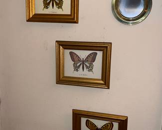  3 framed prints of butterflies by Le P. Machaon