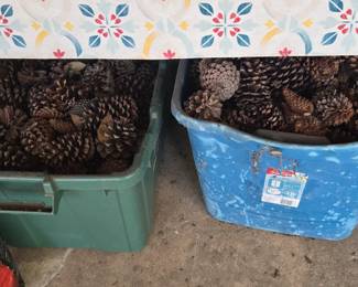 Pine Cones