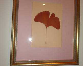 Ginkgo Leaf Known as the Fossil Tree dating back 170 million years.