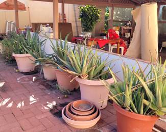 $5 large Potted plants SATURDAY 