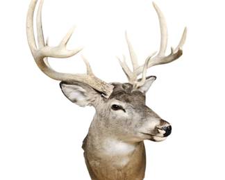 Whitetail 14 Point Deer Shoulder Mount