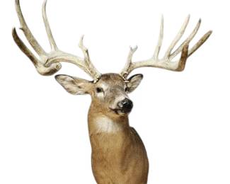 Whitetail Deer Buck Shoulder Mount