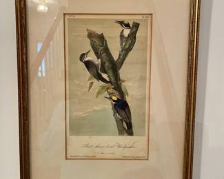 A768 “Arctic Three-Toed Woodpecker” lithograph J J Audubon (plate 268) $150 13”x 15”