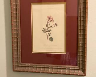 U609. Vintage botanical print $20