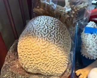 Large brain coral 