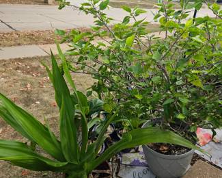 Plants