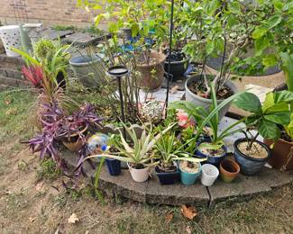 Plants