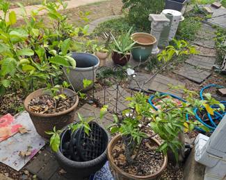 Plants