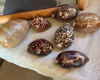 Uncommon Cowries shells