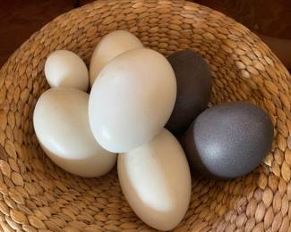 Osterich and emu eggs 