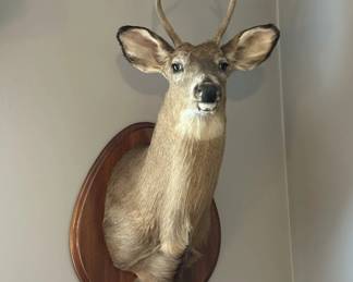 Taxidermied Mule Deer Head Mount 23 hero