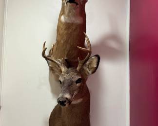 Two Buck Mounts