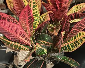 Croton 'Petra' houseplant