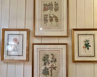 Botanical Prints