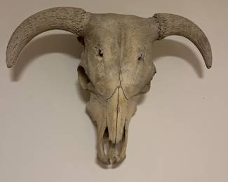 large vintage bull skull with horns