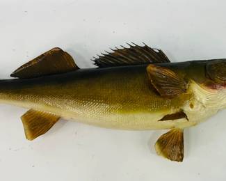 Mounted Fish