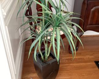 Dracaena Plant