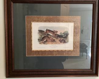 Wall Art John James Audubon Lithograph Grey Rabitt