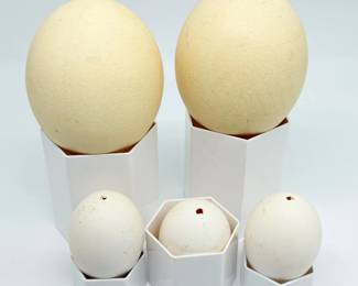 143 BlownOutOstrichEggs