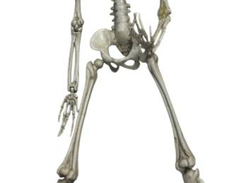 18 Inch Model Skeleton