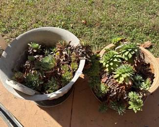 TWO PLANTERS WITH SUCCULENTS
