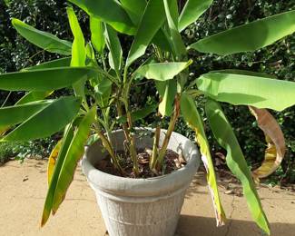 We have five of these large concrete planters.