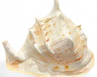 Large Horned Helmet Seashell (Cassis cornuta)