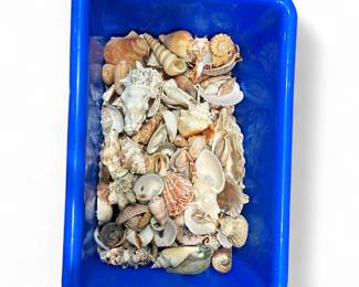 Collection of Assorted Seashells