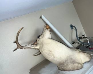 Deer mount - needs TLC