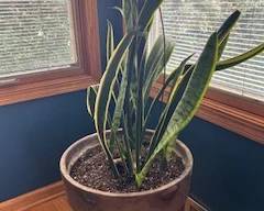 Large snake plant with pot