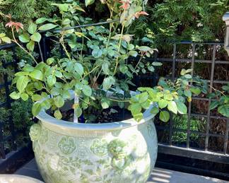 David Austin climbing roses professionally planted and maintained - multiple available, planters priced separately