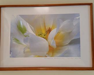 Barbara Bordnick Tulip White Framed