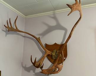 Elk Antlers