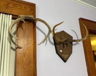 Mounted Antlers