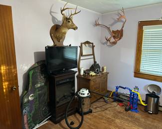 Taxidermy Wall Mounts