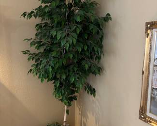 No watering needed for this tree